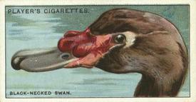 1929 Player's Curious Beaks #48 The Black-necked Swan Front