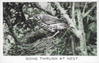 1935 Baldric Wild Birds at Home #1 Song Thrush at Nest Front