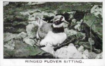 1935 Baldric Wild Birds at Home #2 Ringed Plover Sitting Front