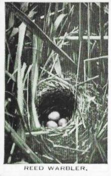 1935 Baldric Wild Birds at Home #4 Reed Warbler Front