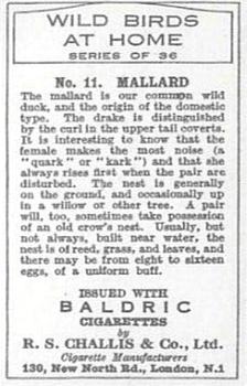 1935 Baldric Wild Birds at Home #11 Mallard Back