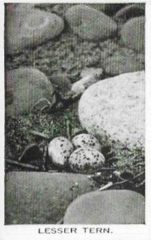 1935 Baldric Wild Birds at Home #13 Lesser Tern Front