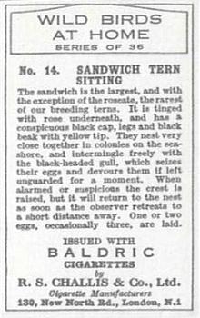 1935 Baldric Wild Birds at Home #14 Sandwich Tern Sitting Back