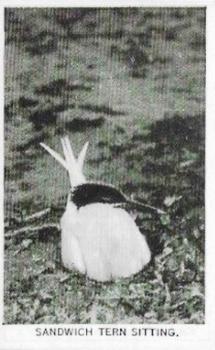 1935 Baldric Wild Birds at Home #14 Sandwich Tern Sitting Front