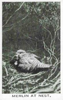 1935 Baldric Wild Birds at Home #15 Merlin at Nest Front