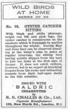 1935 Baldric Wild Birds at Home #18 Oyster Catcher Sitting Back