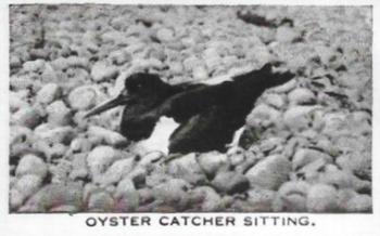 1935 Baldric Wild Birds at Home #18 Oyster Catcher Sitting Front