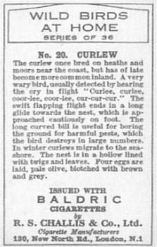 1935 Baldric Wild Birds at Home #20 Curlew Back