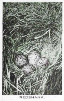 1935 Baldric Wild Birds at Home #23 Redshank Front