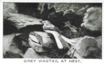 1935 Baldric Wild Birds at Home #32 Grey Wagtail at Nest Front