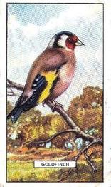 1937 Gallaher British Birds #2 Goldfinch Front