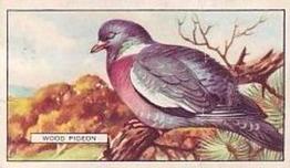 1937 Gallaher British Birds #3 Wood Pigeon Front