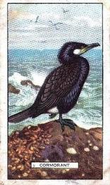 1937 Gallaher British Birds #6 Cormorant Front