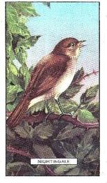 1937 Gallaher British Birds #8 Nightingale Front
