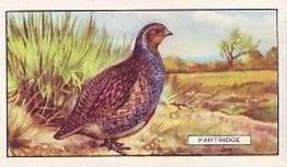 1937 Gallaher British Birds #9 Partridge Front