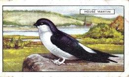 1937 Gallaher British Birds #10 House Martin Front