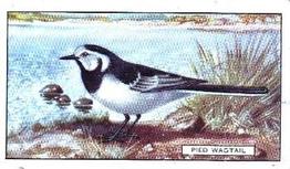 1937 Gallaher British Birds #12 Pied Wagtail Front