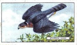 1937 Gallaher British Birds #15 Sparrow Hawk Front