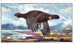 1937 Gallaher British Birds #16 Red Grouse Front
