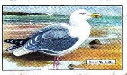 1937 Gallaher British Birds #17 Herring Gull Front