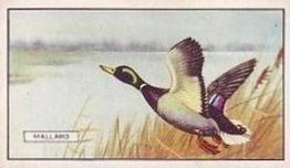 1937 Gallaher British Birds #18 Mallard Front