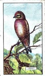 1937 Gallaher British Birds #20 Linnet Front