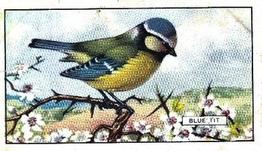 1937 Gallaher British Birds #25 Blue Tit Front