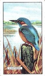 1937 Gallaher British Birds #27 Kingfisher Front