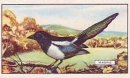 1937 Gallaher British Birds #29 Magpie Front