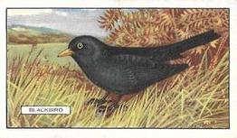 1937 Gallaher British Birds #33 Blackbird Front