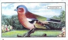1937 Gallaher British Birds #36 Chaffinch Front