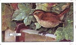 1937 Gallaher British Birds #37 Wren Front