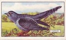 1937 Gallaher British Birds #39 Cuckoo Front