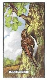 1937 Gallaher British Birds #42 Tree Creeper Front