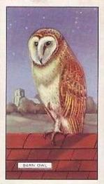 1937 Gallaher British Birds #46 Barn Owl Front