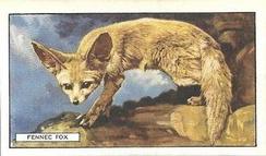 1937 Gallaher Wild Animals #3 Fennec Fox Front