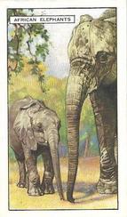 1937 Gallaher Wild Animals #4 African Elephant Front