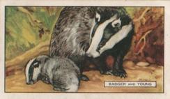 1937 Gallaher Wild Animals #9 Badger Front