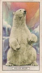 1937 Gallaher Wild Animals #10 Polar Bear Front