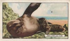 1937 Gallaher Wild Animals #11 Sea Lion and cub Front