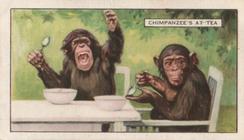 1937 Gallaher Wild Animals #15 Chimpanzee's at tea Front