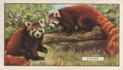 1937 Gallaher Wild Animals #17 Panda Front