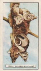 1937 Gallaher Wild Animals #21 Woolly Opossum and young Front