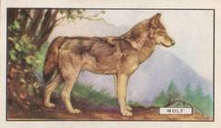 1937 Gallaher Wild Animals #22 Wolf Front