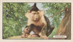 1937 Gallaher Wild Animals #23 Mangabey Front