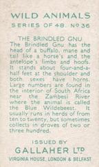 1937 Gallaher Wild Animals #36 Brindled Gnu Back