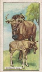 1937 Gallaher Wild Animals #36 Brindled Gnu Front