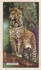 1937 Gallaher Wild Animals #37 Leopard Front