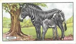 1937 Gallaher Wild Animals #47 Zebra Front