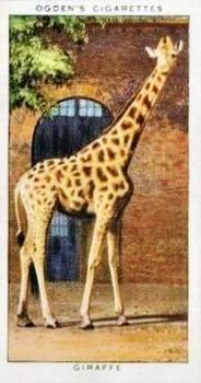 1937 Ogden's Zoo Studies #17 Giraffe Front